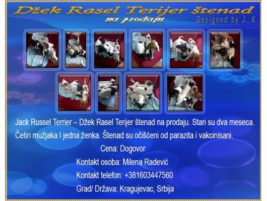 Džek Rasel Terijer